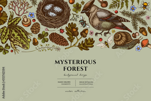 Mysterious forest hand drawn illustration design. Background with retro waxwing, snail, nest, pool frog, moss, spruce branch, pine cones, insect, aspen mushroom, oak, ginkgo, forget me not flower