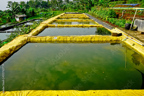 Cultivation of catfish in traditional ponds. Bogor, West Java