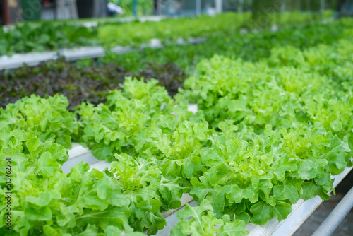 Hydroponic Salad farm. Fresh vegetable garden harvest in organic greenhouse.