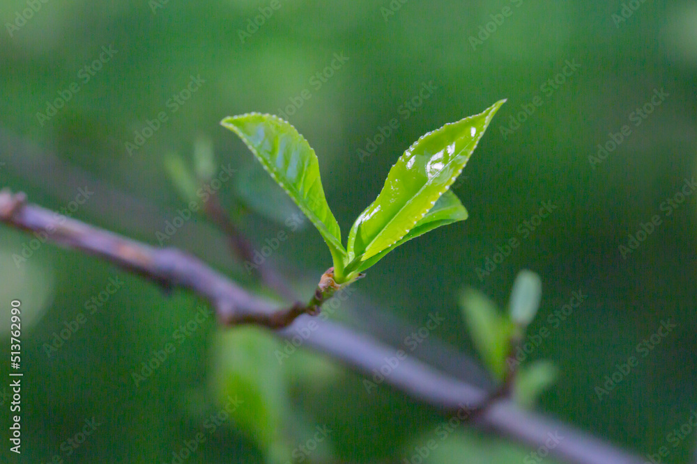 Closeup, Top of Green tea leaf in the morning, tea plantation, blurred background. Closeup, Top of Green tea leaf in the morning, tea plantation, blurred background.