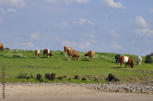 Vaches Hollandaise en bordure du canal