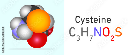 Cysteine (C3H7NO2S) amino acid molecule. Space filling model. Structural Chemical Formula and Molecule Model. Chemistry Education
