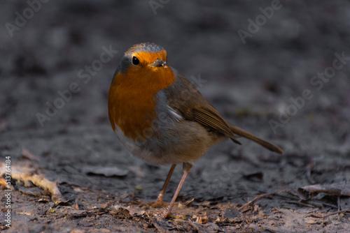 Wild Robin - Petirrojo salvaje © Estel