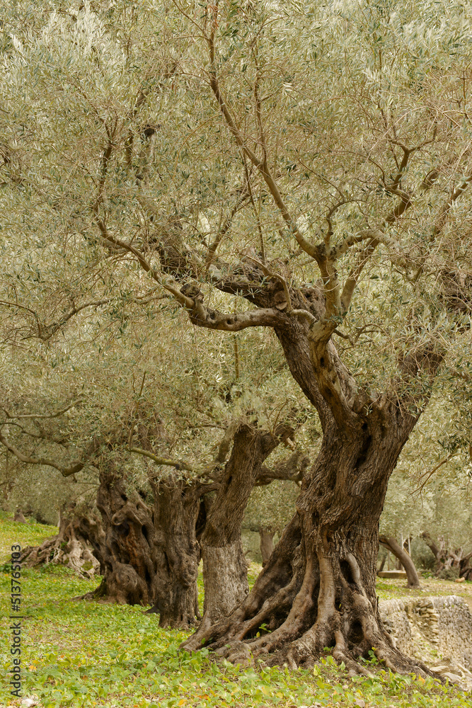 Son Marroig. Olivar.Deia.Sierra de Tramuntana.Mallorca.Baleares.España. Son Marroig. Olivar.Deia.Sierra de Tramuntana.Mallorca.Baleares.España.