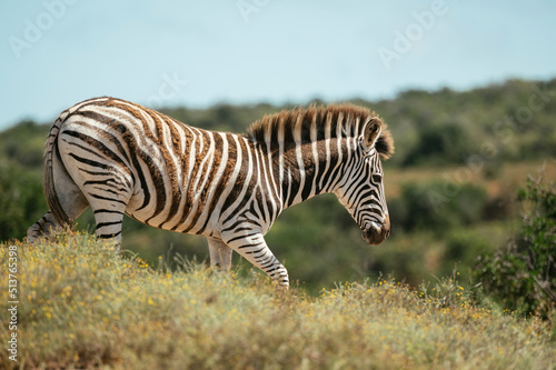 Burchells Zebra, Addo Elephant National Park, Eastern Cape photo