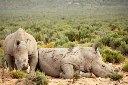 White Rhino, Aquila Private Game Reserve, Touws River, Western Cape photo