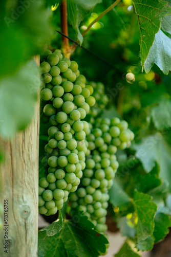 Wine grapes, Stellenbosch, Western Cape