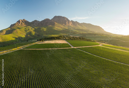 Aerial view of wine vineyards near Stellenbosch, Western Cape photo