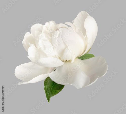 White peony isolated. White flower on gray background