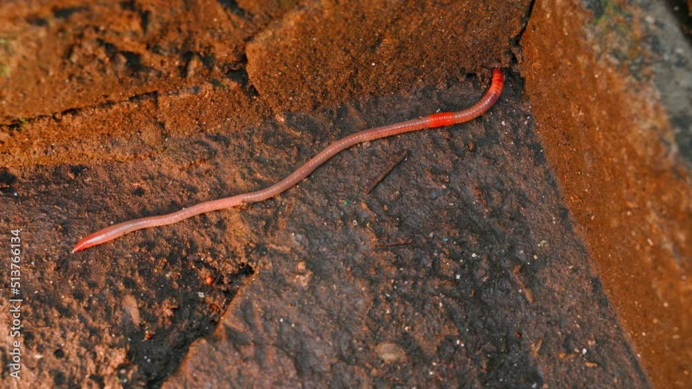 A long earthworm crawled into a concrete cul-de-sac A long earthworm crawled into a concrete cul-de-sac