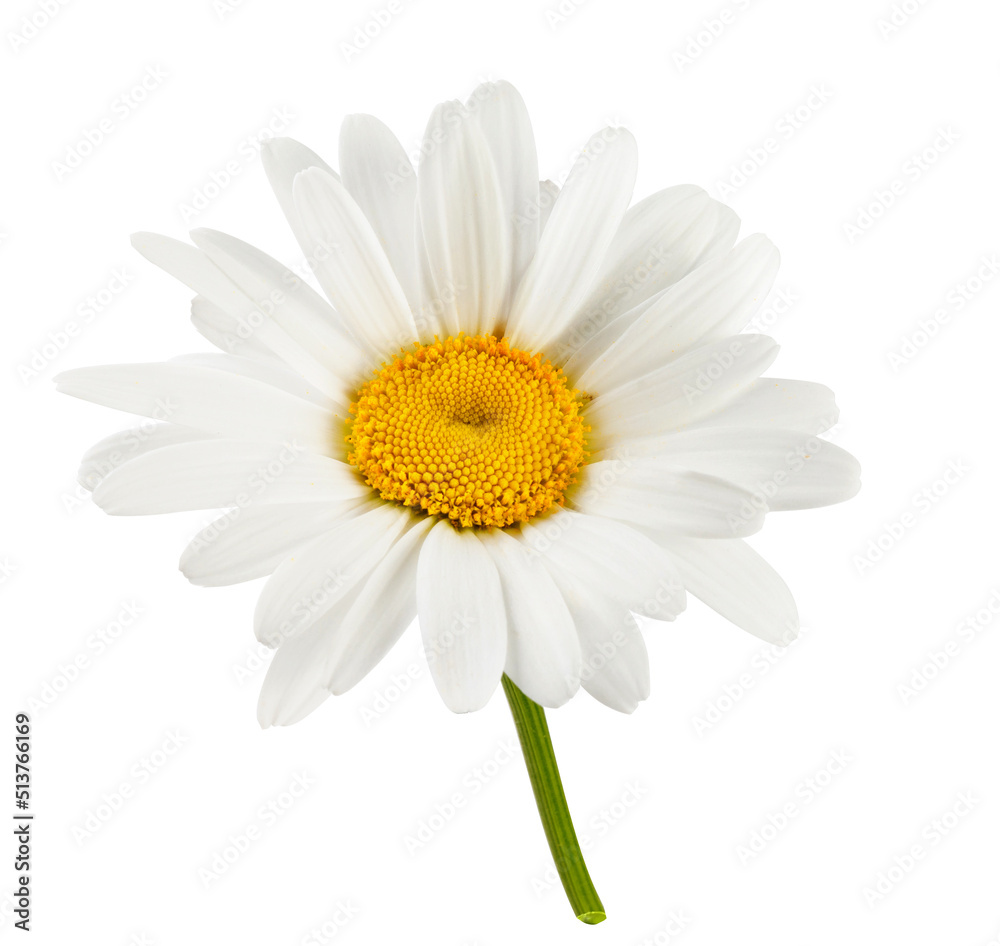Fototapeta premium Chamomile flower isolated. Head of chamomile on white background.