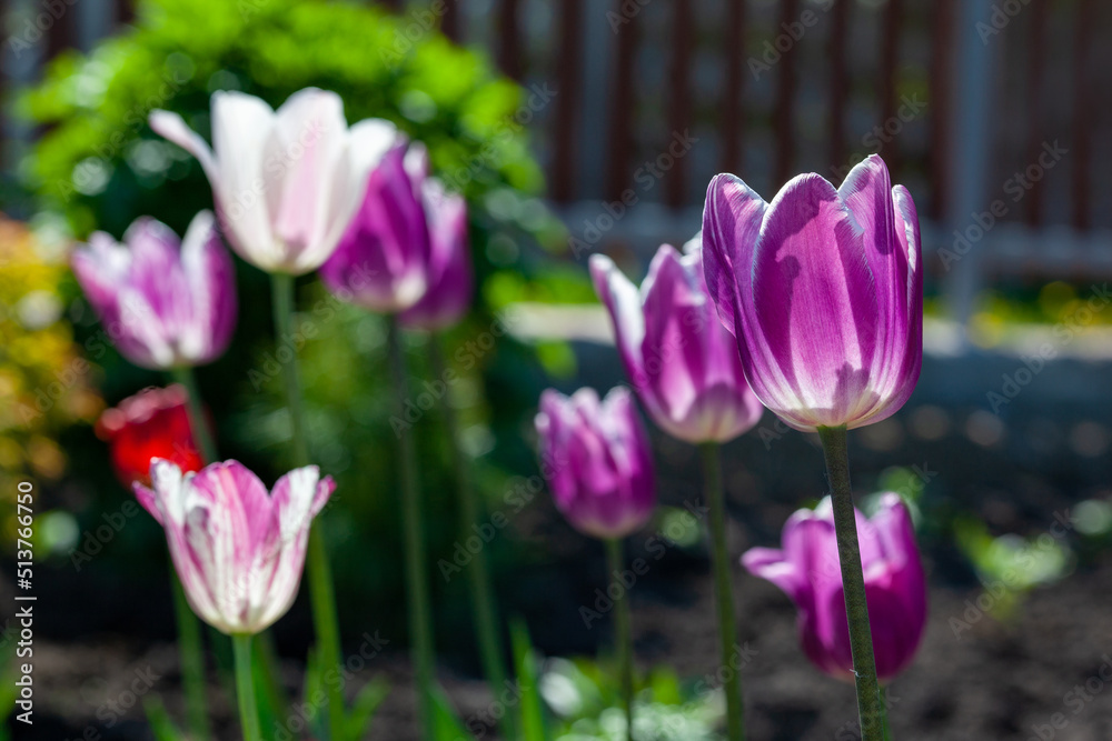 Fototapeta premium Purple flower tulip lit by sunlight. Soft selective focus, tulip close up. Tulip photo background. Group of colorful tulip.