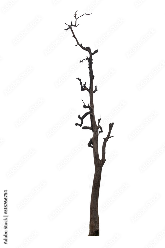Beautifully shaped brown trees stand apart against a white background. Beautifully shaped brown trees stand apart against a white background.