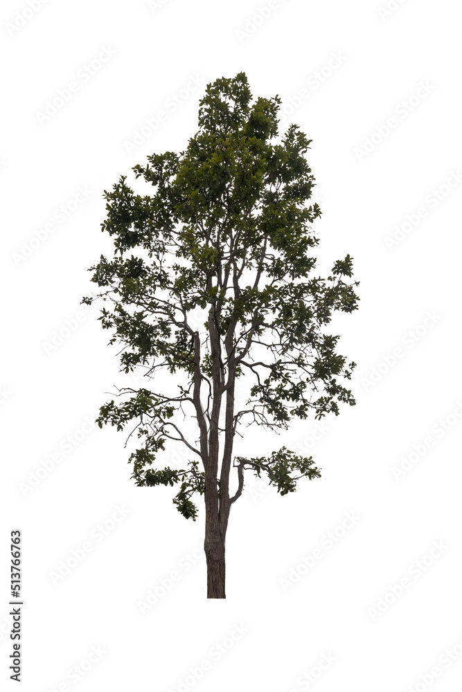 Obraz premium Cutout tree for use as raw material for editing work. Isolated beautiful green deciduous tropical green trees on white background with