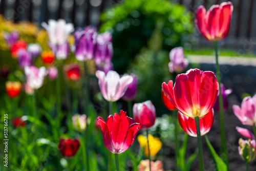 Bright colorful multi-colored yellow, white, red, purple, pink blooming tulips in spring on a flower bed in the garden. Spring floral background.