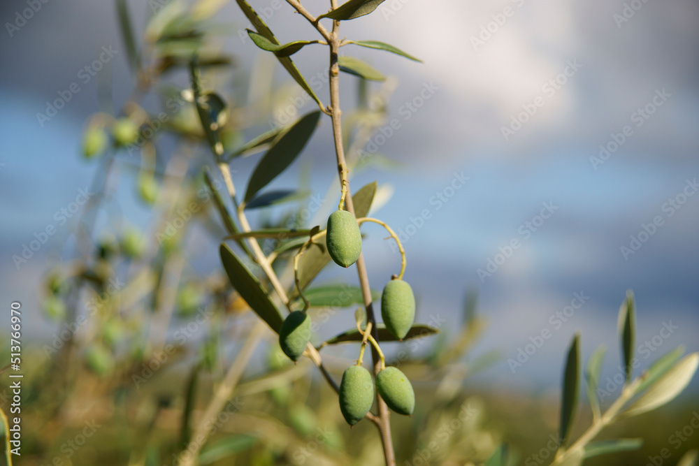 Olivo.Biniatzar. Bunyola. Tramuntana.Mallorca.Illes Balears.España. Olivo.Biniatzar. Bunyola. Tramuntana.Mallorca.Illes Balears.España.