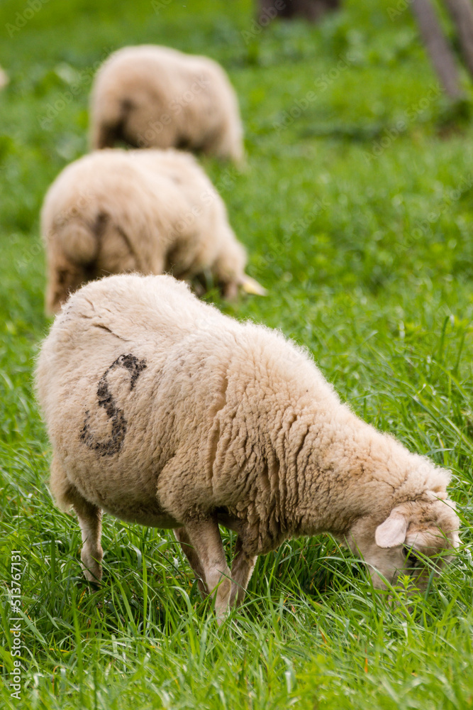 Obraz premium Sheep grazing, Alqueria d Avall, Bunyola, region of the Serra de Tramuntana, Mallorca, Spain
