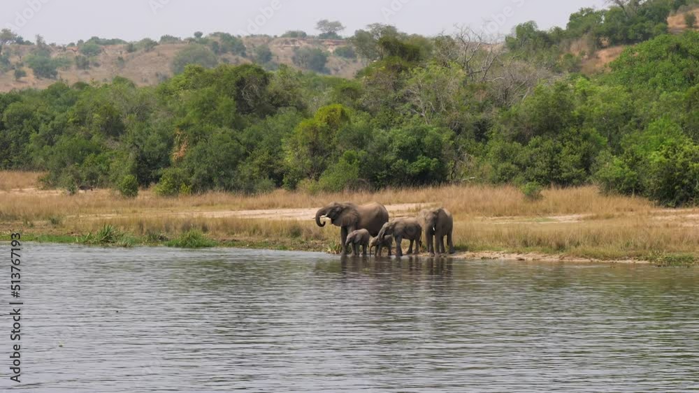 Herd Of African Elephants Drink Water From River At A Watering Hole Herd Of African Elephants Drink Water From River At A Watering Hole