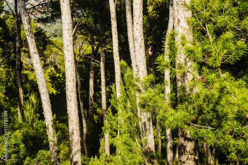 Pinos de Halepo , Pinus halepensis. Son Bunyola, Banyalbufar. Parque natural de la Sierra de Tramuntana. Mallorca. Islas Baleares. Spain.