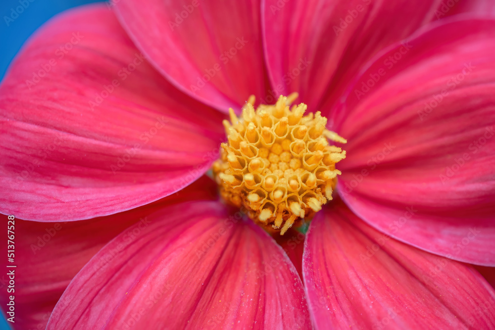 pink dahlia mignon, a beautiful flower photo for postcards and invitations to the holiday pink dahlia mignon, a beautiful flower photo for postcards and invitations to the holiday