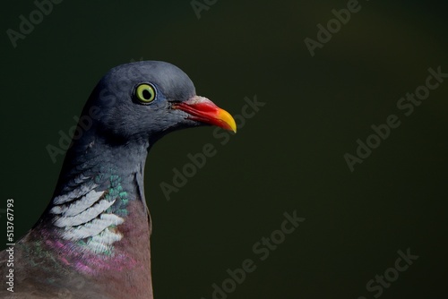 portrait of a pigeon