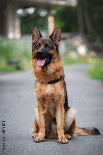 german shepherd dog sitting