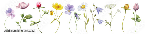 wild flowers watercolor set. botanical hand drawn illustration