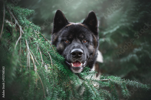 portrait of a american akita dog photo