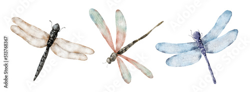 Watercolor dragonfly hand drawn illustrations insects set photo