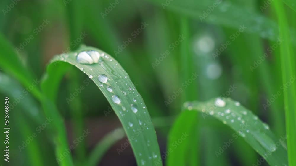 Fresh green grass with dew drops close up. Water drops on the fresh grass after rain Fresh green grass with dew drops close up. Water drops on the fresh grass after rain