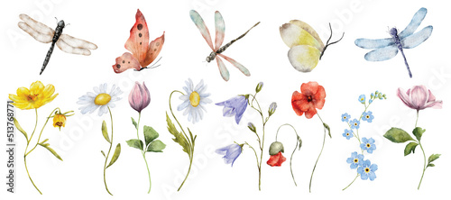wildflowers watercolor botanical illustration with butterfly and dragonfly