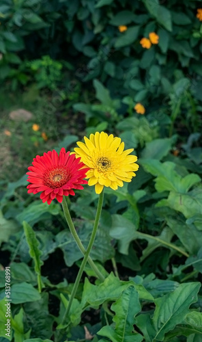 red and yellow gerbera flowers