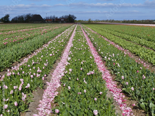 Here one can see that tulips in North Holland, Netherlands, are "beheaded" as soon as they are in bloom. Then the energy of the leaves goes (only) into the growth of the tubers.