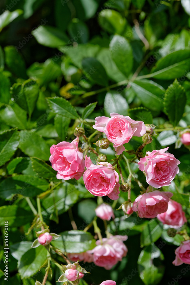 Inflorescence de roses de France.