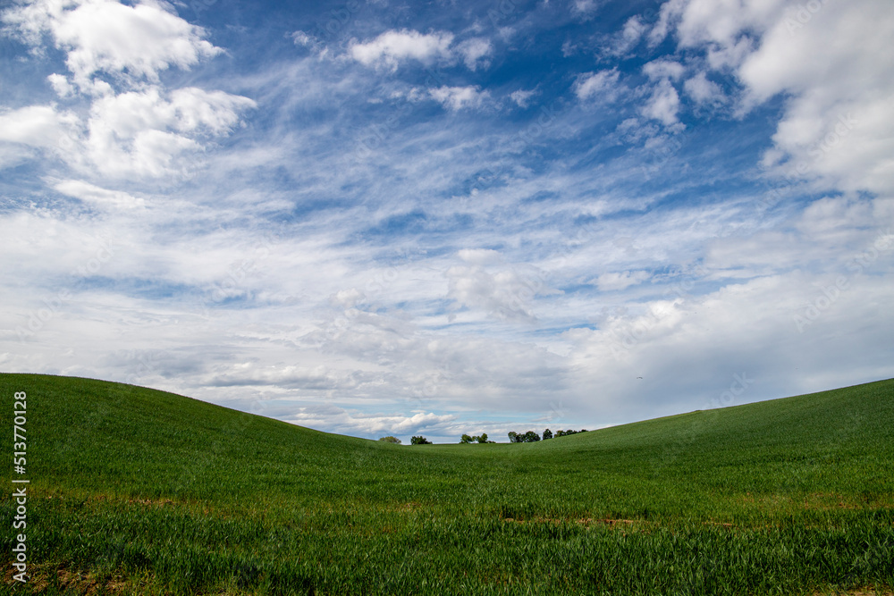 Wheat field in spring near Novara, Novara, Piedmont, Italy Wheat field in spring near Novara, Novara, Piedmont, Italy