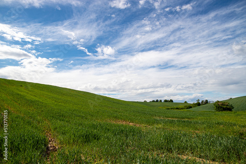 Wheat field in spring near Novara, Novara, Piedmont, Italy