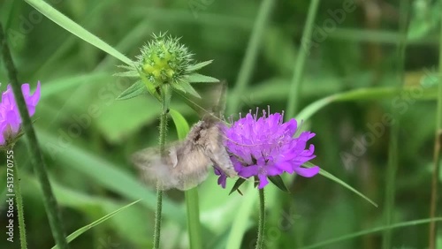 farfalla su fiore
