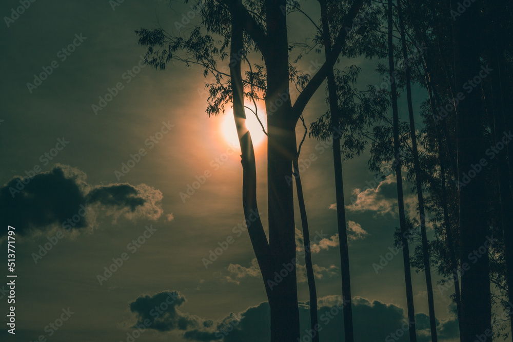 beautiful sunset between the trees - por sol - silhueta - silhouette - obrazy, fototapety, plakaty 