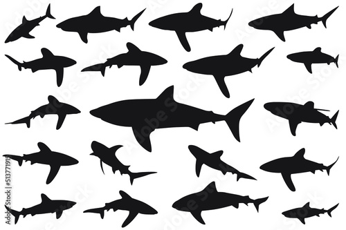 shark silhouette, Set of sharks. collection of silhouettes of predatory swimming marine fish