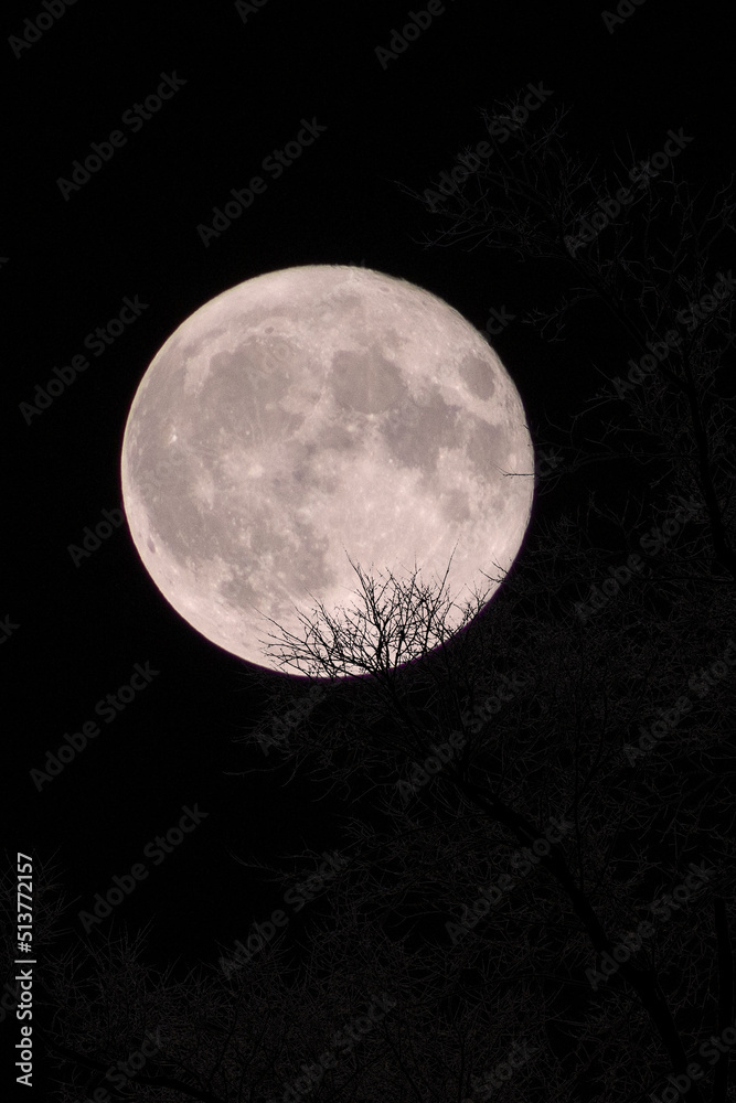 Fototapeta premium Moon