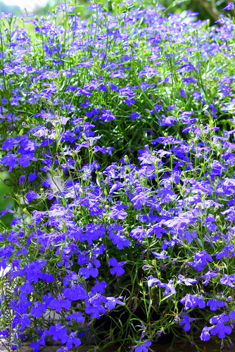 Blue lobelia flowers in the garden