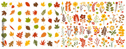 leaves, flowers set, autumn in flat design, isolated vector
