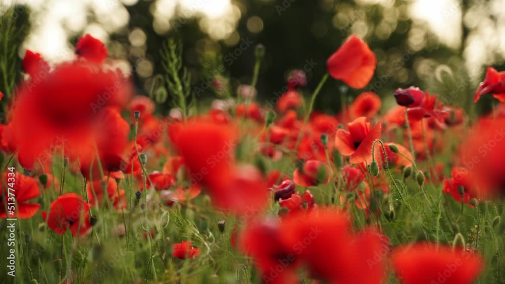 Camera moves between the flowers of red poppies. Poppy as a remembrance symbol and commemoration of the victims of World War. Flying over a flowering opium field on sunset. Camera moves to the right. Camera moves between the flowers of red poppies. Poppy as a remembrance symbol and commemoration of the victims of World War. Flying over a flowering opium field on sunset. Camera moves to the right.