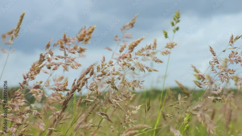 Wild Grass Swaying in Wind Nature Meadow Field Background. Wild Grass Sway From Wind On Nature Sky. Reed In Meadow Sways. Grass Blowing On Nature Autumn Field. Summer In Herb Meadow On Countryside. Wild Grass Swaying in Wind Nature Meadow Field Background. Wild Grass Sway From Wind On Nature Sky. Reed In Meadow Sways. Grass Blowing On Nature Autumn Field. Summer In Herb Meadow On Countryside.