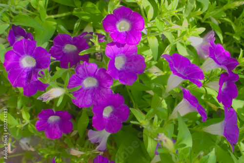 petunia blanket violet macro