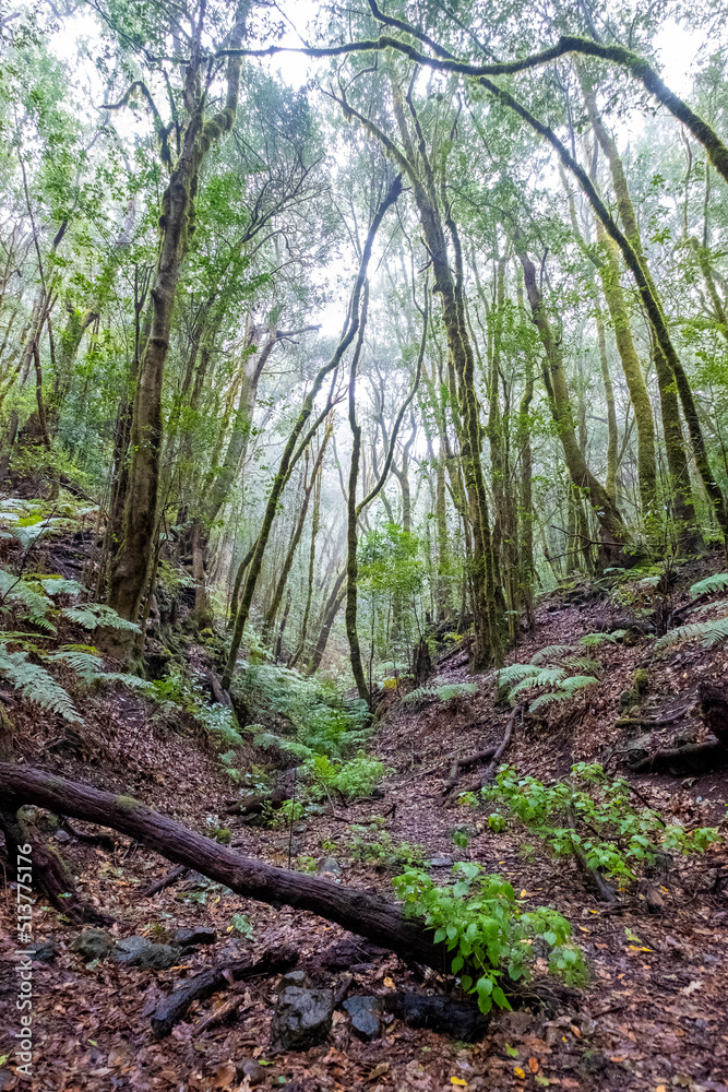 La Gomera, island of lush forests, incredible greens, water, rivers, sun and beach.
La Gomera, island of lush forests, incredible greens, water, rivers, sun and beach.