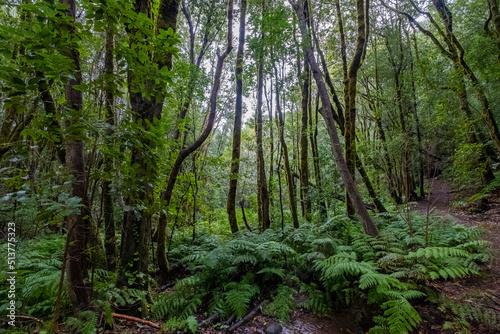 La Gomera  island of lush forests  incredible greens  water  rivers  sun and beach.  