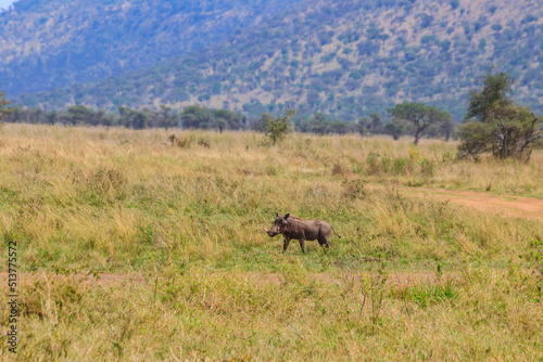 Fototapeta Naklejka Na Ścianę i Meble -  Common warthog (Phacochoerus africanus) in savanna in Serengeti national park, Tanzania