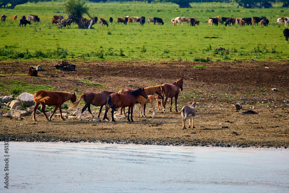 Naklejka premium group of cows free in the Danube Delta.