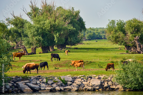 group of cows free in the Danube Delta.